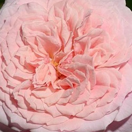 Online rózsa kertészet - nosztalgia rózsa - rózsaszín - Rosa William Christie™ - diszkrét illatú rózsa - Dominique Massad - Gyümölcsös illatú virágai kisebb csoportokban borítják bokrait.